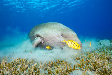 Dugong and friends