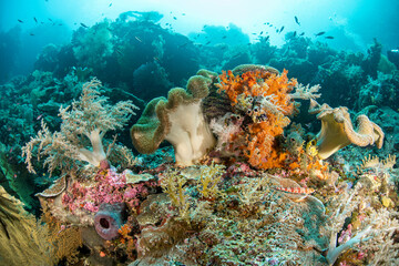 Beautiful reef scene