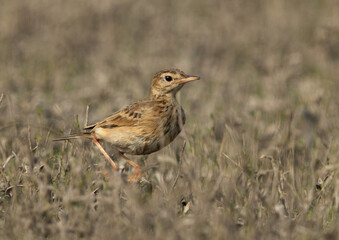 Portrait of a Paddyfield pipit perched in the grassland of Bhigwan bird sanctuary, Maharashtra