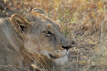 Lioness spotting prey