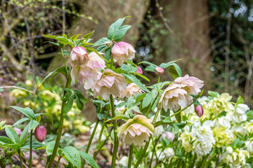 Hellebores