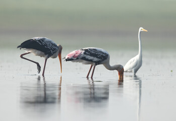 Painted stork feeding with great egret at the backdrop at Bhigwan bird sanctuary, Maharashtra