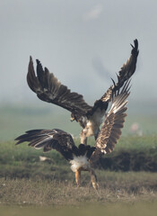 Greater spotted eagle territory fight at Bhigwan bird sanctuary, Maharashtra