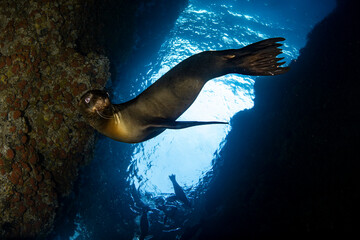 Sea lion pup