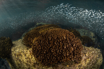 Reef scene with fish