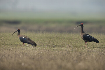 A pair of Red-naped ibis at Bhigwan bird sanctuary Maharashtra, India
