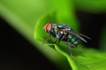 a fly perched on a leaf, macro photography, close up, insect.