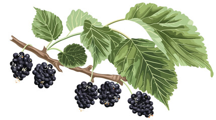 Branch of Mulberry with Lobed Leaf and Fully Ripe B - obrazy, fototapety, plakaty
