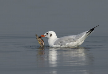 Brown-headed gull with a big fish catch, Bhigwan bird sanctuary, India