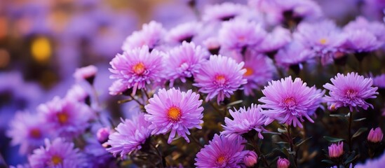 Obraz premium A variety of terrestrial plants with purple petals, such as violets and magentas, are flourishing in the garden as flowering annual plants