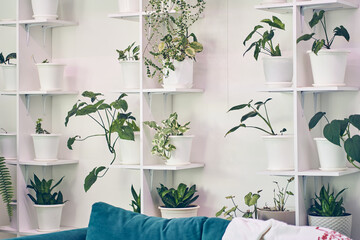 Interior design with lots of plants on stands, Scindapsus, green leaves, white pots, part of blue sofa. Template, mock up, background with copy space for your design, poster, art object.