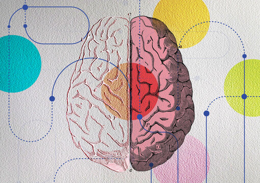 Connections to two halves of human brain