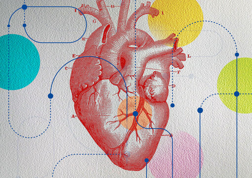 Connections to diagram of human heart