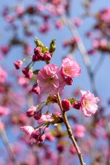 pink cherry blossom in spring
