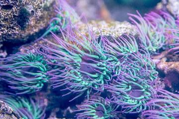 torch coral, Euphyllia glabrescens in tropical marine aquarium