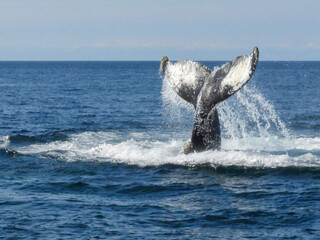 Humpback Whale's tail splashing water.
