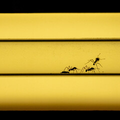 ants living in ilumminted transparent tubes to be seen their life 