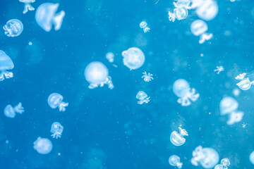 many little translucent cannonball jellyfish in big aquarium in Has des Meeres in Vienna  