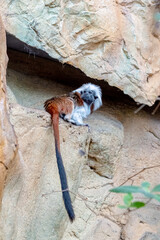 little Cotton-top tamarin monkey, white hair small primate living in Colombian tropical forest