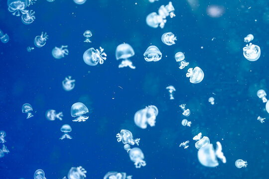 many little translucent cannonball jellyfish in big aquarium in Has des Meeres in Vienna  