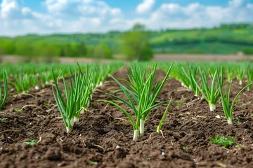Rolgordijnen Cultivated onion field representing the concept of Earth Day and sustainable agriculture. © ELmahdi-AI