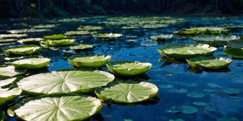   A group of water lilies float atop a body of water, with lily pads beneath