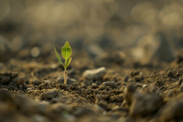 A macro shot of a tiny sprout emerging from the soil, symbolizing hope and potential for reforestation