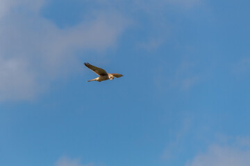 osprey in the sky