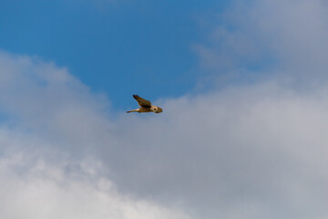 osprey in the sky