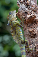 Close up of a angle head lizard