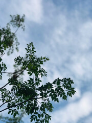 Obraz premium a tree with leaves against a cloudy sky