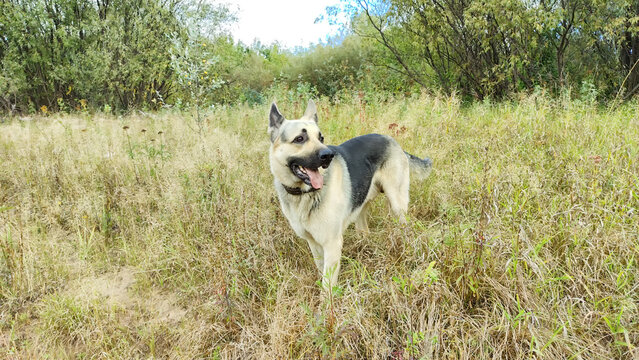 Big dog German Shepherd in field with green and yellow grass in summer or autumn season. Russian eastern European dog veo walk on nature