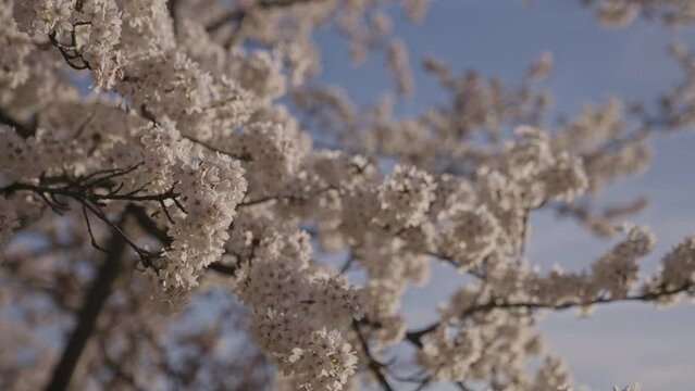 Kirschbaum bl&uuml;ht im Fr&uuml;hling, Sakura, weisse Zierkirsche