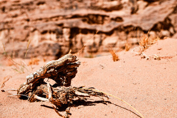 Wadi Rum desert