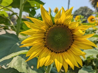 Sunflower, field of, sunflowers Flower, a beautiful sunflower, Flat lay, top, view, Field of blooming sunflowers, Summer sunrise over, sunflower field Yellow flower, blooming sunflower on a natural 
