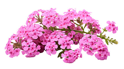 Beautiful Verbena Shot on transparent background