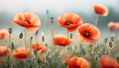   A field filled with orange flowers against a blue backdrop and featuring some green stems in the foreground - obrazy, fototapety, plakaty