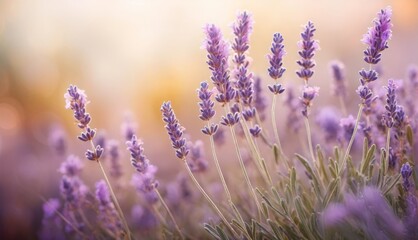    a lavender field with sharp focus on the flowers in the foreground and a softer, blurred background