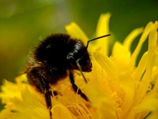 Bumblebee on a yellow dandelion flower close-up.