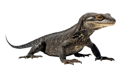 Majestic Water Monitor Shot on transparent background