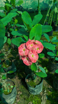 
Crown of thorns flower | A Bunch of four Euphorbia flowers | Crown, thorns, of the Euphorbia plant. Red Crown | Thorns or Christ Thorn flowers, Crown of thorns flower, Euphorbia background