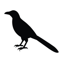 silhouette of a grackle bird on white