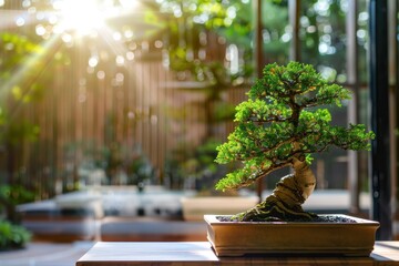 Beautiful bonsai tree on table. Traditional japanese bonsai tree