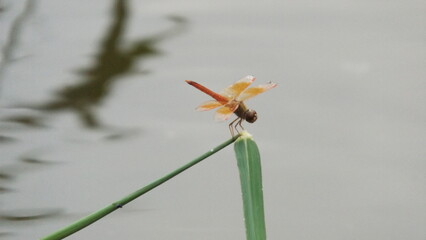 Close-up of an orange dragonfly perched on a grass surface above the water.