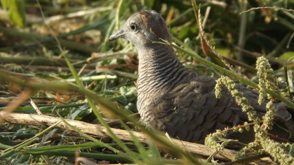 Java doves are sitting on the grass relaxing and sunbathing.