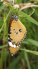 Close-up shot of a beautiful butterfly resting on a grass plant.