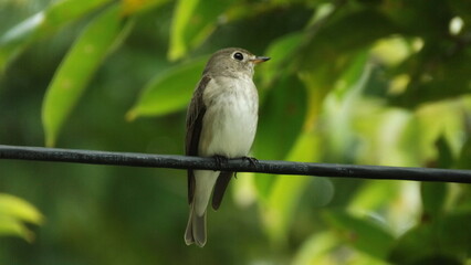 A cute little bird is singing on a branch amidst the shady green trees.