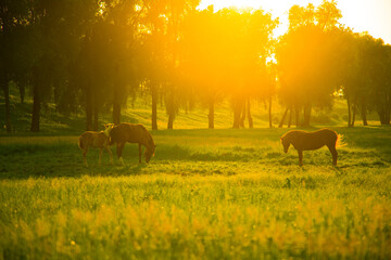 A family of horses grazing in a meadow.