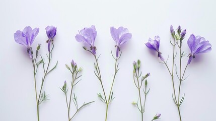 Delicate Purple Flowers Arranged on White Background, Floral Still Life Photography, Minimalist Composition