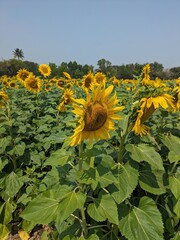 Sunflower, field of, sunflowers Flower, a beautiful sunflower, Flat lay, top, view, Field of blooming sunflowers, Summer sunrise over, sunflower field Yellow flower, blooming sunflower on a natural 
